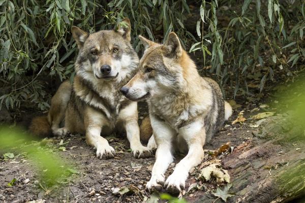 Kan foreldrehunder krysses med barn?  - Hvordan formerer ulvene seg?