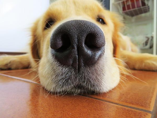 Rhinitt hos hunder - årsaker og behandling - anatomi av hundens neseregion