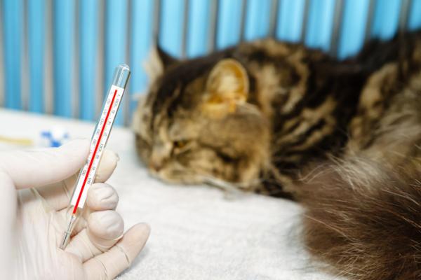 Bartonella hos katter - symptomer, årsaker og behandling - symptomer på Bartonellose hos katter