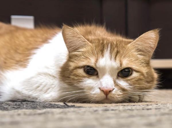 4 symptomer på nyresykdom hos katter - 4 symptomer på nyresykdom hos katter
