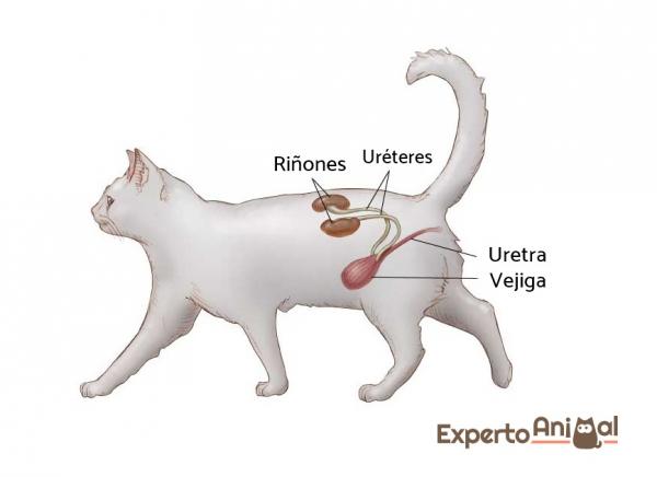4 Symptomer på nyresykdom hos katter - Hva er nyrene til? 