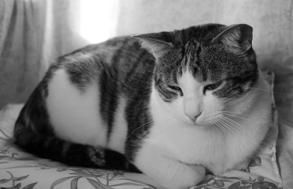Kreft hos katter - Typer, symptomer og behandling - Symptomer på kreft hos katter