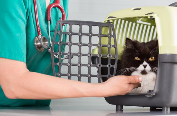 Kreft hos katter - Typer, symptomer og behandling - Behandling av kreft hos katter