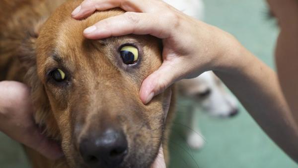 Hemolytisk anemi hos hunder - symptomer og behandling - symptomer på hemolytisk anemi hos hunder