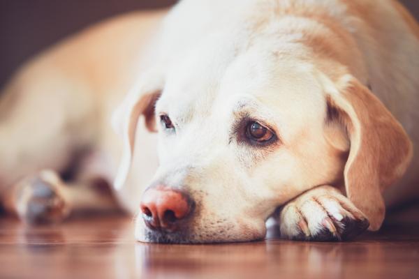 Epileptiske anfall hos hunder - årsaker, symptomer og behandling - årsaker til epileptiske anfall hos hunder
