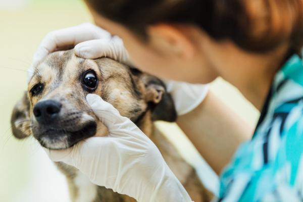Epileptiske anfall hos hunder - Årsaker, symptomer og behandling - Hva skal jeg gjøre før et epileptisk anfall hos hunder?