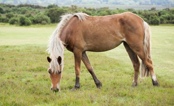 Infektiøs anemi hos hester - smitte, symptomer og behandling - symptomer på smittsom anemi hos hester