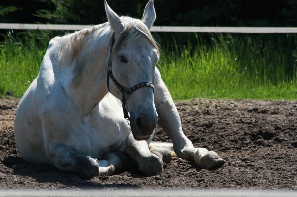 Infeksjonsanemi hos hester - Overføring, symptomer og behandling - Diagnose av smittsom anemi hos hester