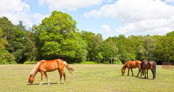 Smittsom anemi hos hester - overføring, symptomer og behandling - Hva er smittsom anemi hos hester?