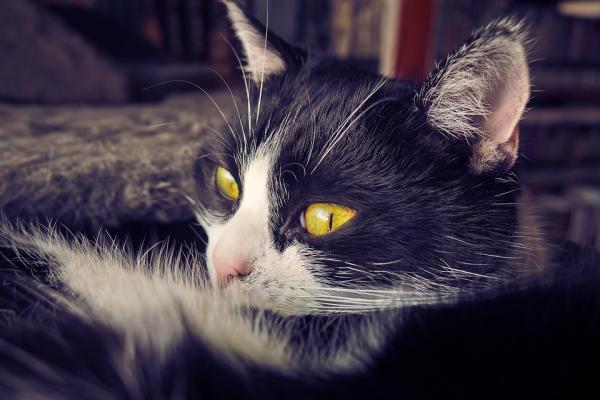 10 tegn på smerte hos katter - Mangel på pleie og ansiktsmerking