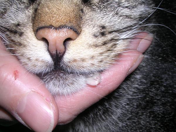 10 tegn på smerter hos katter - Sialorrhea (overflødig spytt)