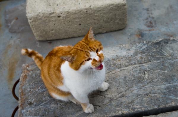 10 tegn på smerter hos katter - overdreven vokalisering (hyppigere visninger)