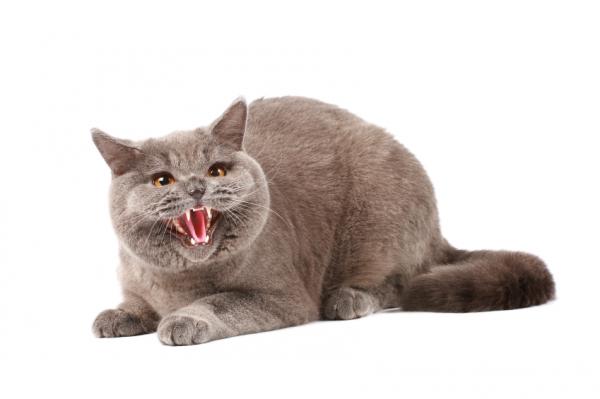 10 tegn på smerter hos katter - aggresjon