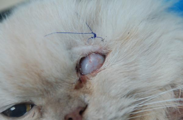 10 tegn på smerte hos katter - Fremspring av den niktiterende membranen (vi ser en hvit membran i øyet)