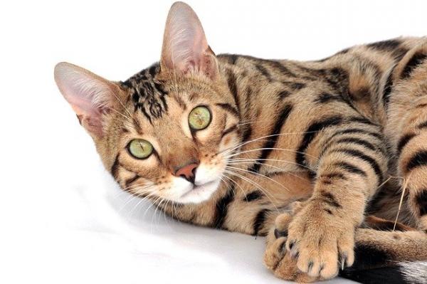 Tabby katteraser - Bengalsk katt