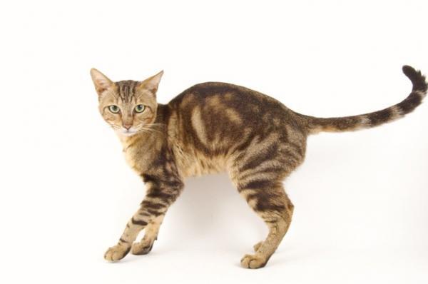 Tabby katteraser - Sokoke cat