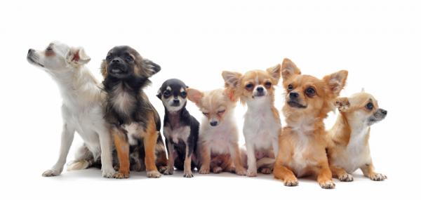 Hunder å ha i en liten leilighet - Chihuahua