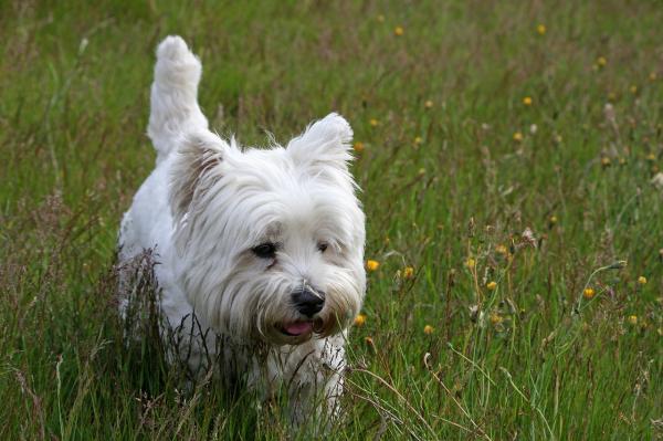 Hunder å ha i en liten flat - West Highland White Terrier