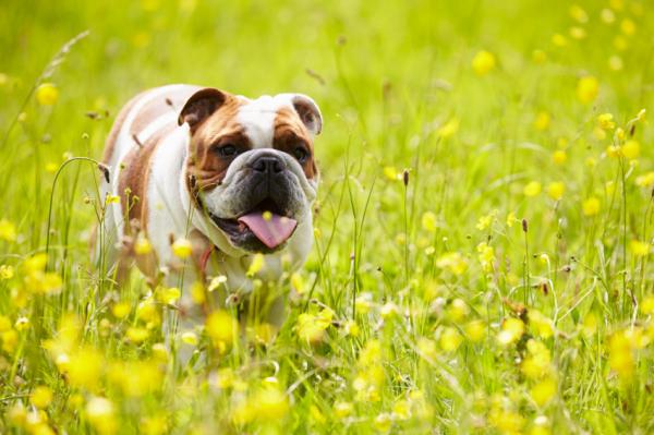 10 hunder utsatt for fedme - 8. Engelsk Bulldog