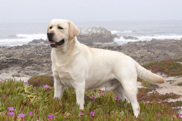 10 hunder utsatt for fedme - 3. Labrador retriever