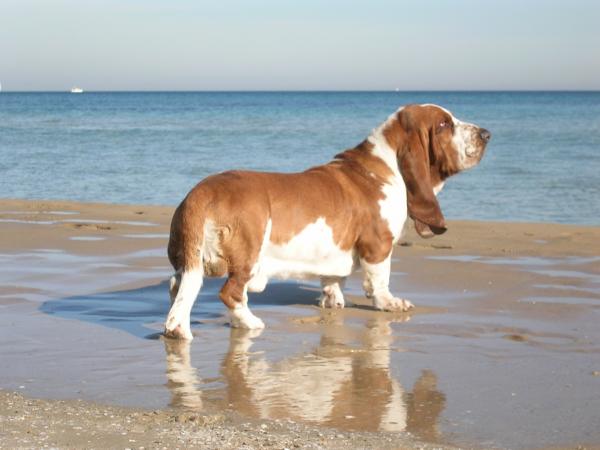 10 hunder utsatt for fedme - 5. Basset Hound