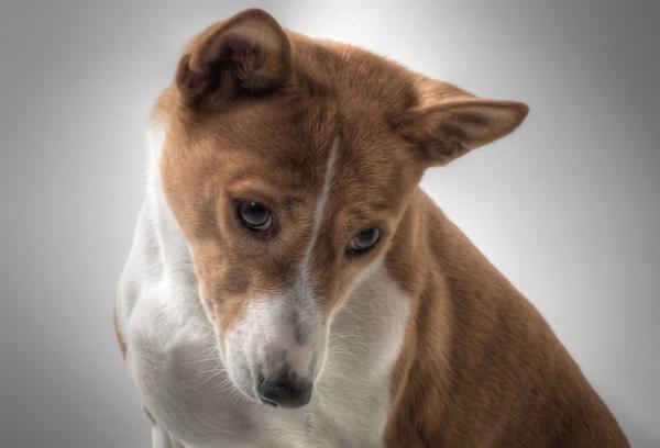Liste over de minst bjeffende hundene - basenji