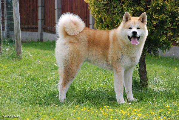 Liste over de minst bjeffende hundene - akita inu