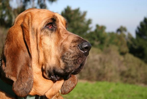 Liste over de minst bjeffende hundene - blodhund