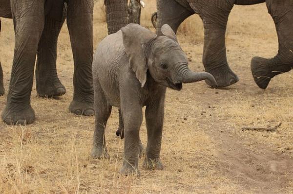 Hvordan blir elefanter født?  - Hvordan er babyelefanter?