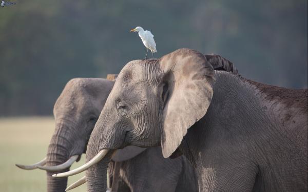 De 10 største dyrene i verden - Elefanten