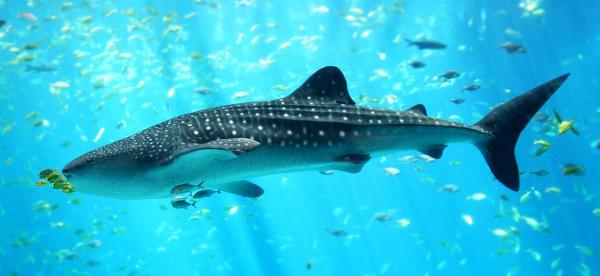 De 10 største dyrene i verden - Hvalhai