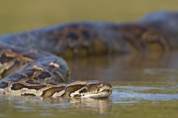 De 10 største dyrene i verden - Anaconda