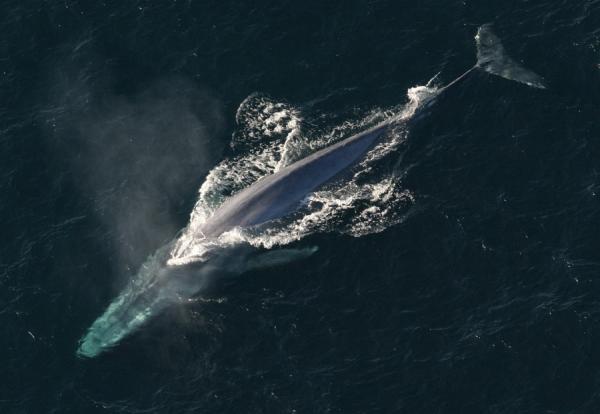 De 10 største dyrene i verden - Blåhvalen