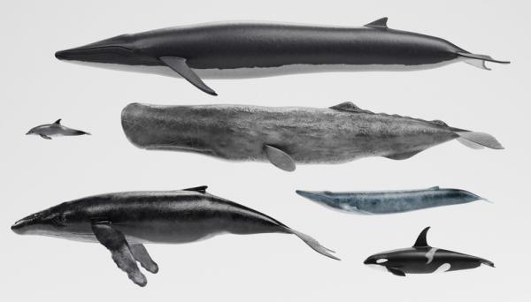 De 10 største dyrene i verden - Finhvalen
