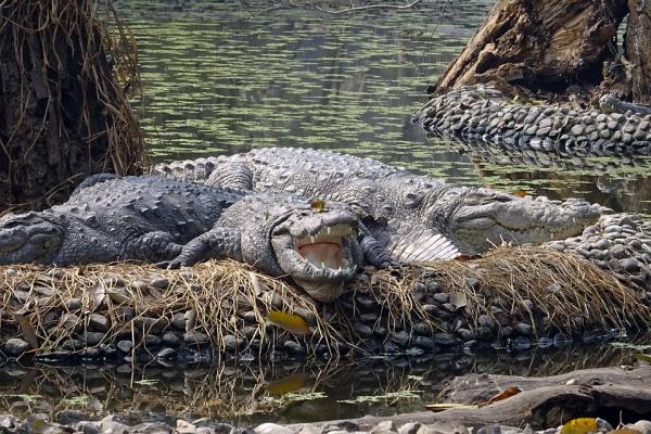 De 10 største dyrene i verden - krokodillen