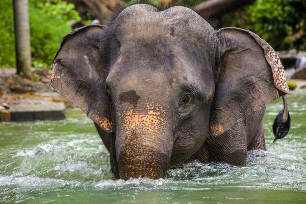 De farligste dyrene i Thailand - Elefanter - Elephas maximus