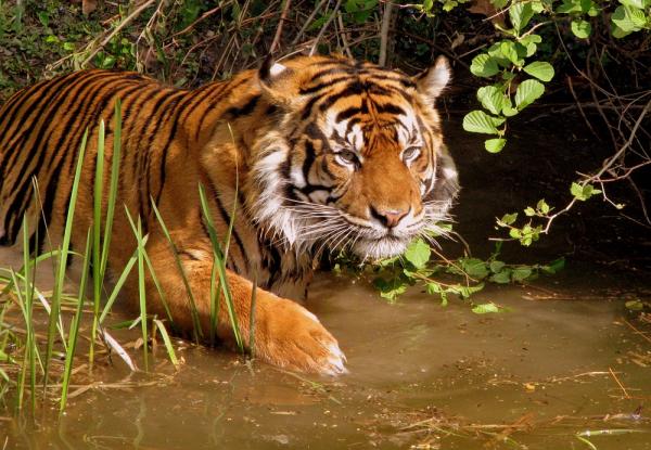 De farligste dyrene i Thailand - Tiger - Panthera tigris corbetti 