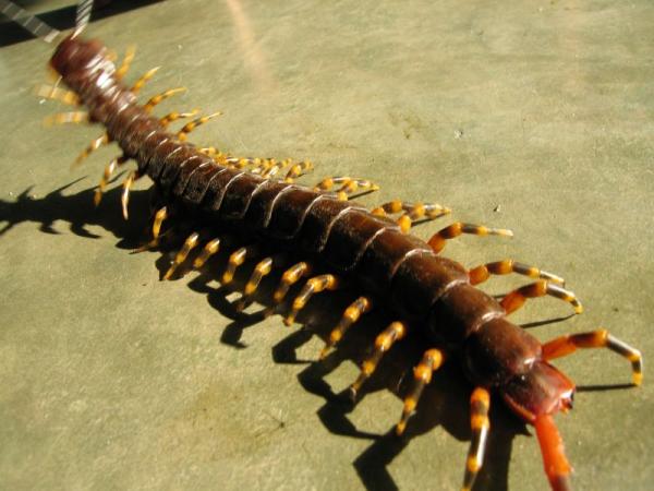 De farligste dyrene i Thailand - Giant Centipede - Scolopendra subspinipes 