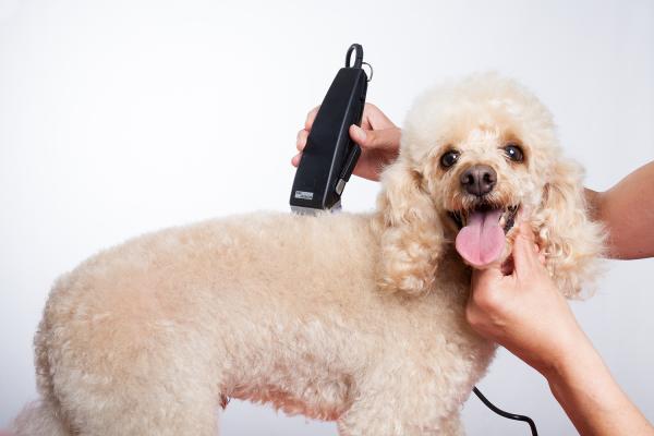 Beste hårklippere for hunder - Hårklippere for lange og fine hårhunder