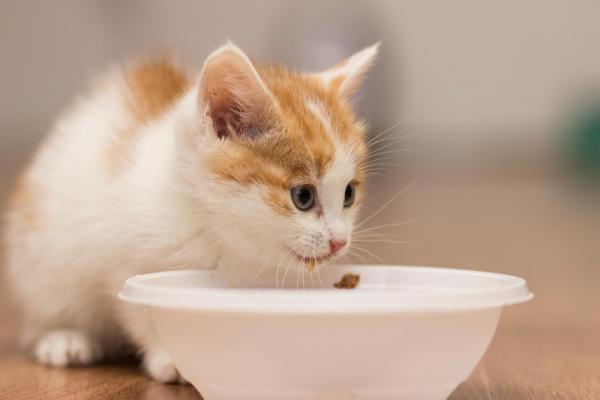 Hva å mate en 1 måned gammel katt?  - Hvordan mate en 1 måned gammel kattunge?