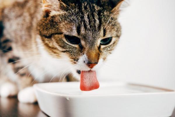 Hvorfor drikker ikke katten min vann?  - Fordeler med vann for katter