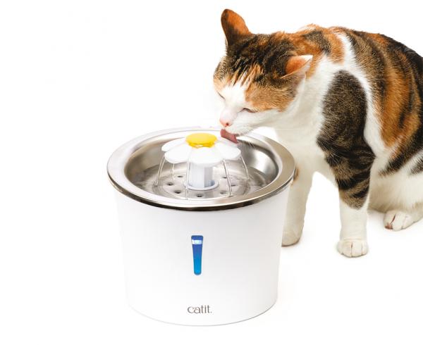 Hvorfor drikker ikke katten min vann?  - Hvordan tilby vann til en katt?
