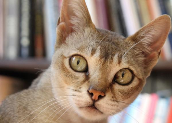 Rengjøring av kattens øyne - Rengjøringsprosess