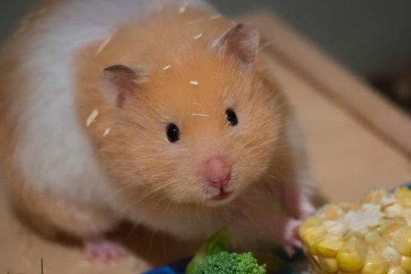 Omsorg for en gravid hamster - Å mate en gravid hamster