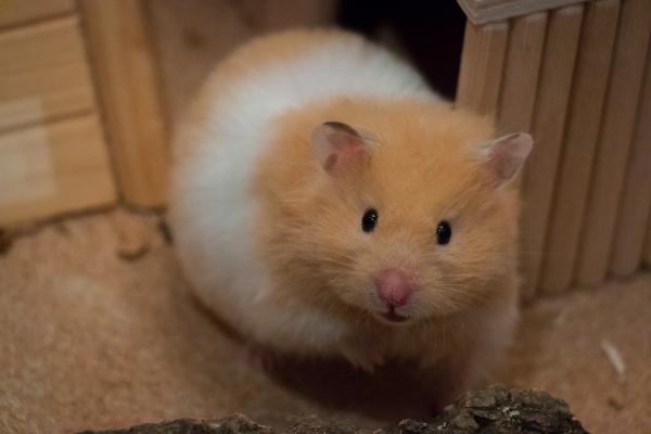 Omsorg for en gravid hamster - Symptomer på graviditet hos en hamster
