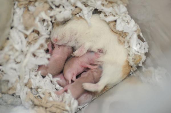 Omsorg for en gravid hamster - Omsorg for valpene