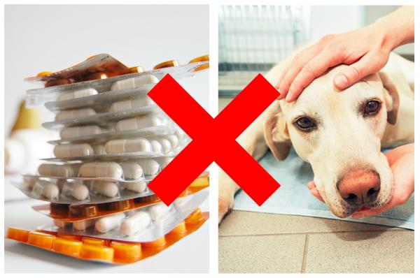 10 forbudte medisiner for hunder