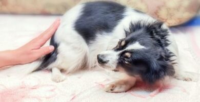 10 fryktsymptomer hos hunder