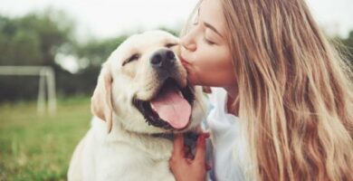10 grunner til a ha hund
