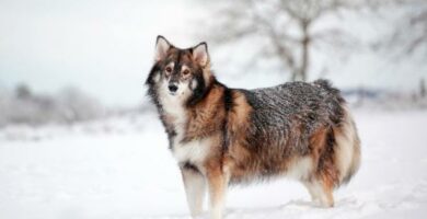 10 hunderaser som ser ut som ulv